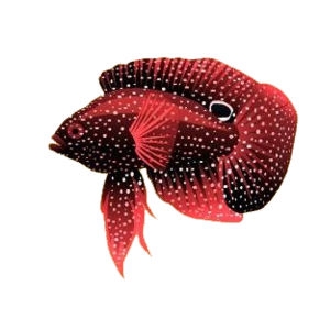 Red Marine Betta